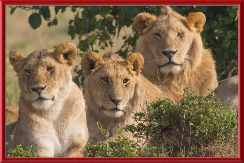 Lions Family Portrait Masai Mara - Great Pictures Framed