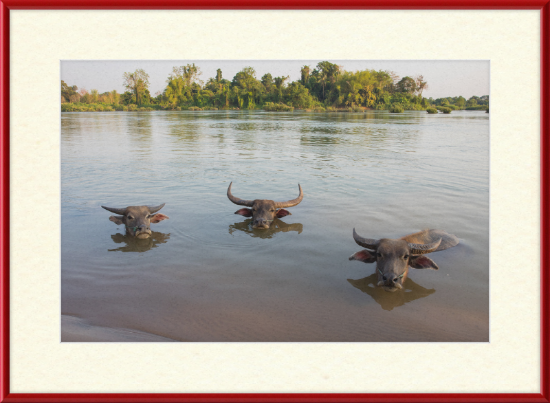 Three Buffaloes Heads Above Water in Si Phan Don - Great Pictures Framed
