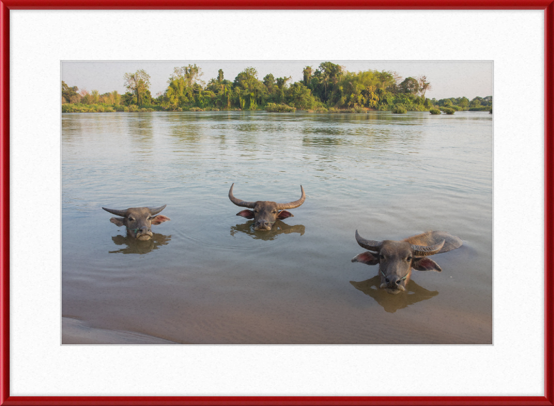 Three Buffaloes Heads Above Water in Si Phan Don - Great Pictures Framed