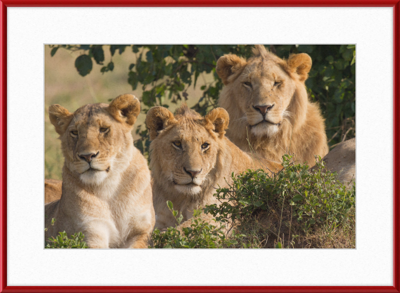 Lions Family Portrait Masai Mara - Great Pictures Framed