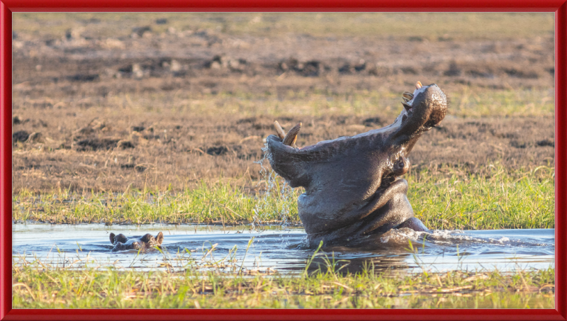 Hippopotamus amphibius, Parque Nacional de Chobe, Botswana - Great Pictures Framed