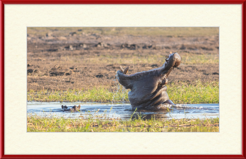 Hippopotamus amphibius, Parque Nacional de Chobe, Botswana - Great Pictures Framed