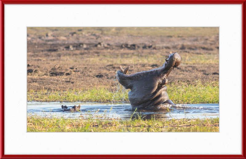 Hippopotamus amphibius, Parque Nacional de Chobe, Botswana - Great Pictures Framed