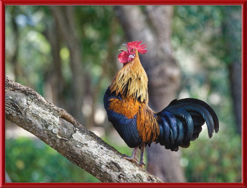 Junglefowl on Tree - Great Pictures Framed