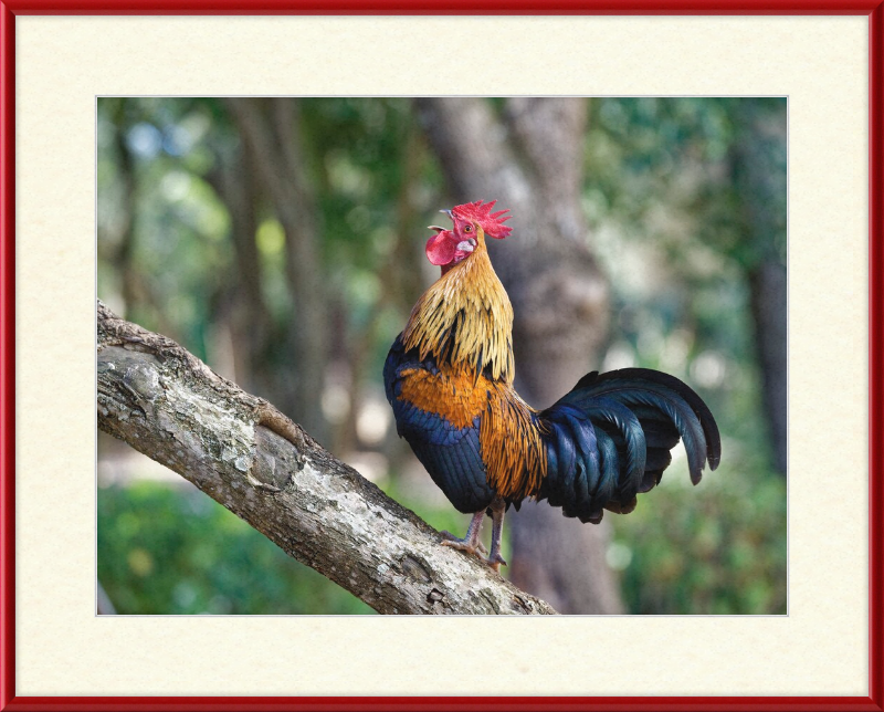 Junglefowl on Tree - Great Pictures Framed