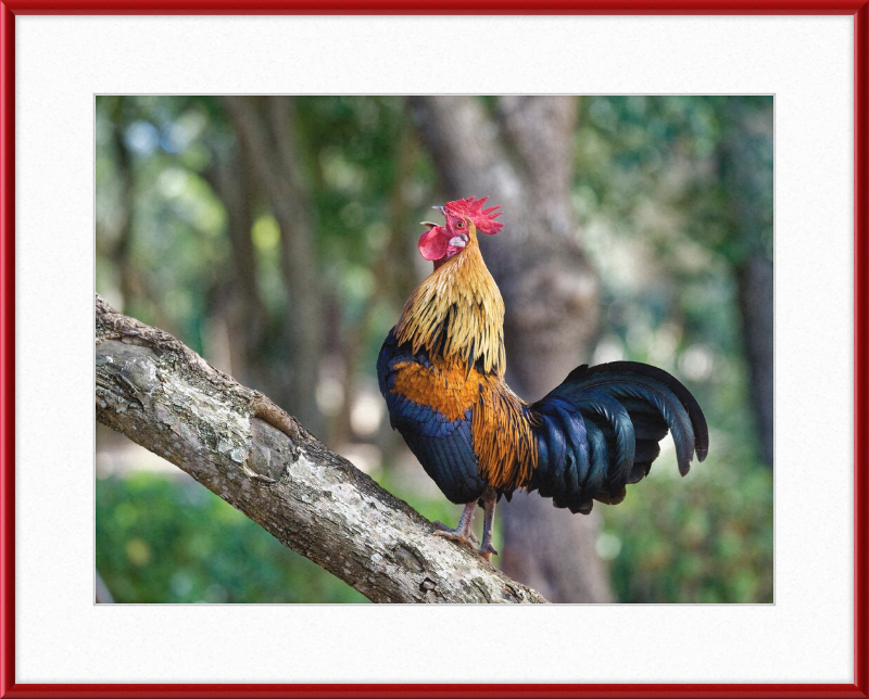 Junglefowl on Tree - Great Pictures Framed