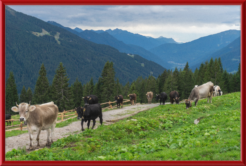Grazing Cows at the Ritorto Hut (Adamello Brenta Nature Reserve) - Great Pictures Framed