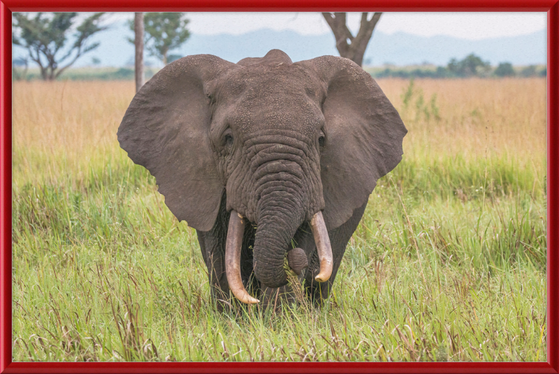 An African Elephant - Great Pictures Framed