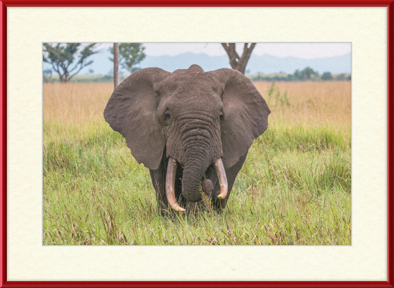 An African Elephant - Great Pictures Framed