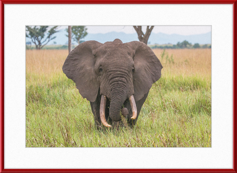 An African Elephant - Great Pictures Framed