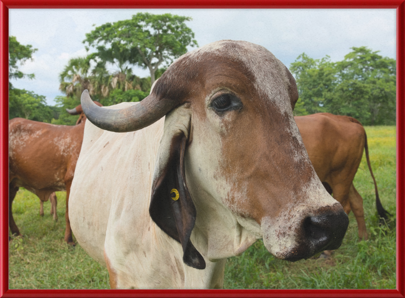 Cow in Balancán, Mexico - Great Pictures Framed