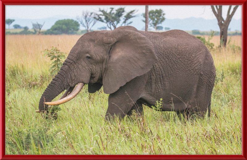 An African Elephant - Great Pictures Framed