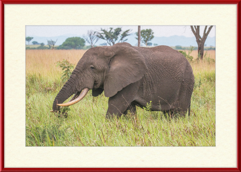 An African Elephant - Great Pictures Framed