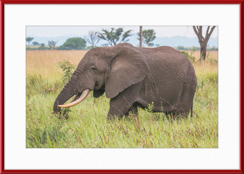 An African Elephant - Great Pictures Framed