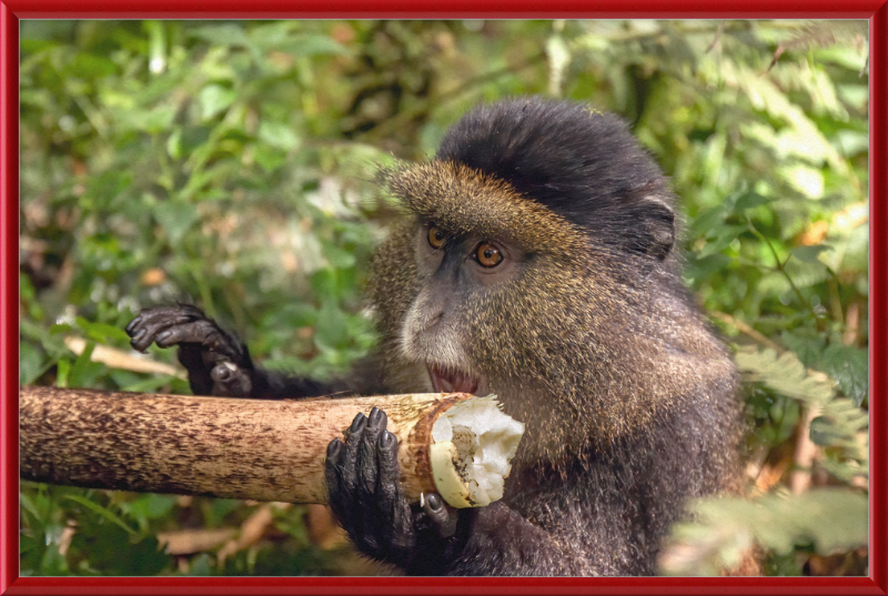 Golden Monkey Eating - Great Pictures Framed