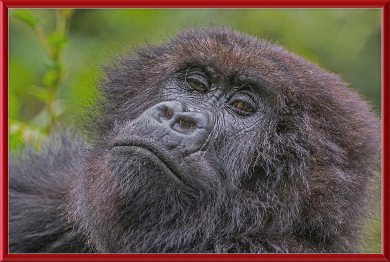 Another Mountain Gorilla in Rwanda - Great Pictures Framed