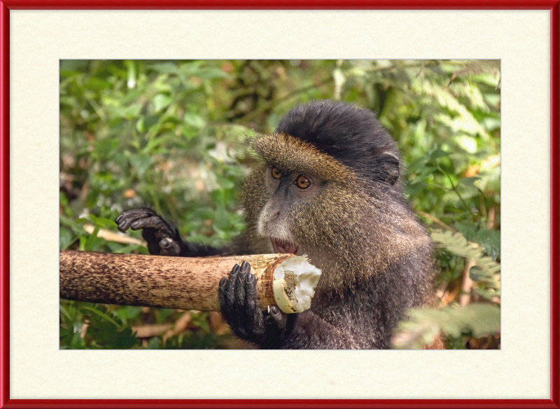 Golden Monkey Eating - Great Pictures Framed