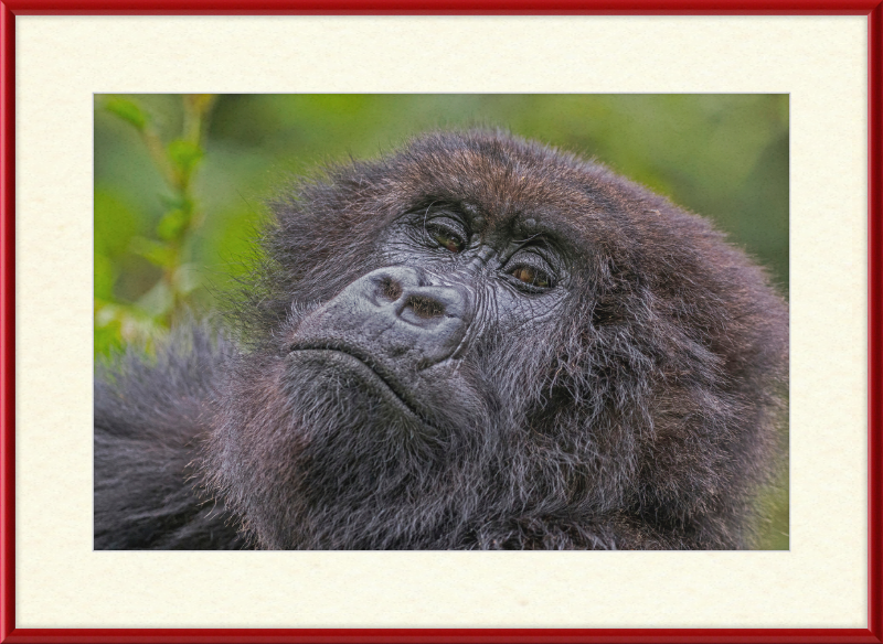 Another Mountain Gorilla in Rwanda - Great Pictures Framed