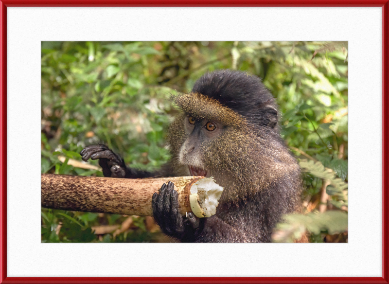 Golden Monkey Eating - Great Pictures Framed