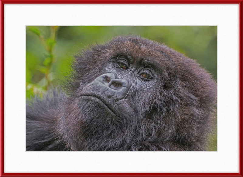 Another Mountain Gorilla in Rwanda - Great Pictures Framed