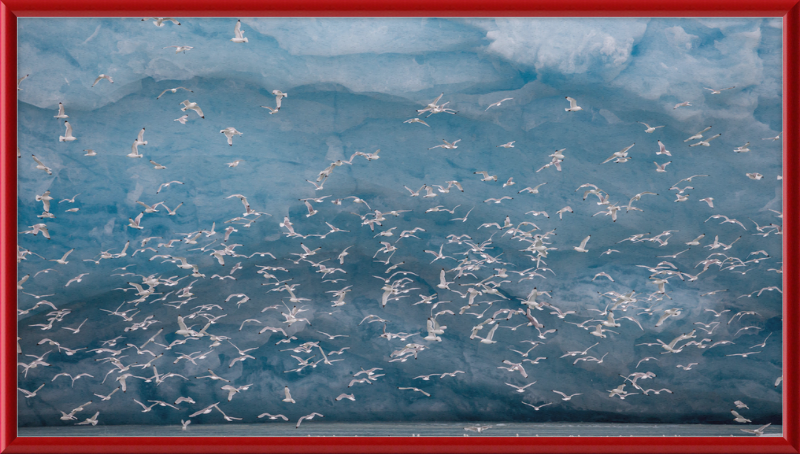 Kittywakes (Rissa Tridactyla) Hunting Fish at a Glacier on Svalbard - Great Pictures Framed