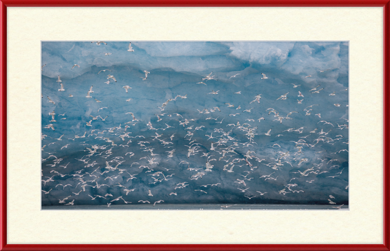 Kittywakes (Rissa Tridactyla) Hunting Fish at a Glacier on Svalbard - Great Pictures Framed
