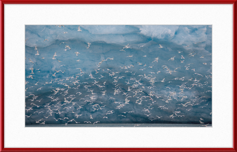 Kittywakes (Rissa Tridactyla) Hunting Fish at a Glacier on Svalbard - Great Pictures Framed