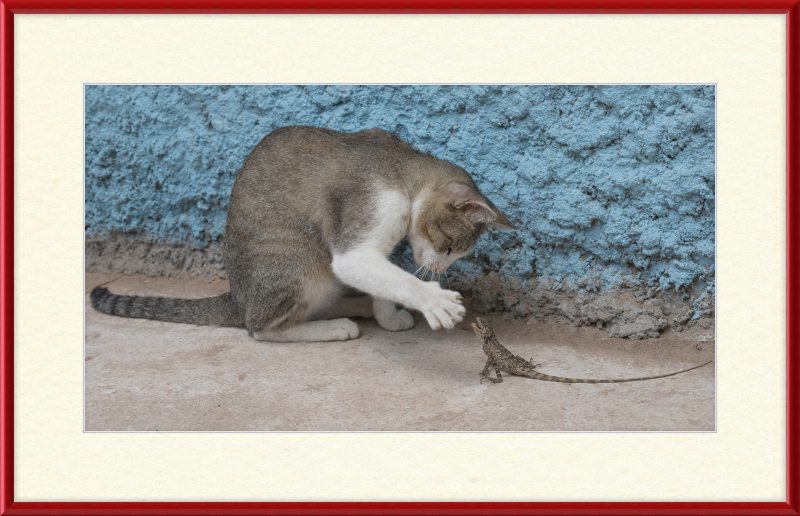 The Cat and the Lizard - Great Pictures Framed