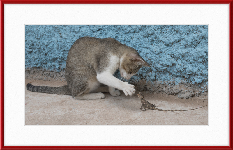 The Cat and the Lizard - Great Pictures Framed
