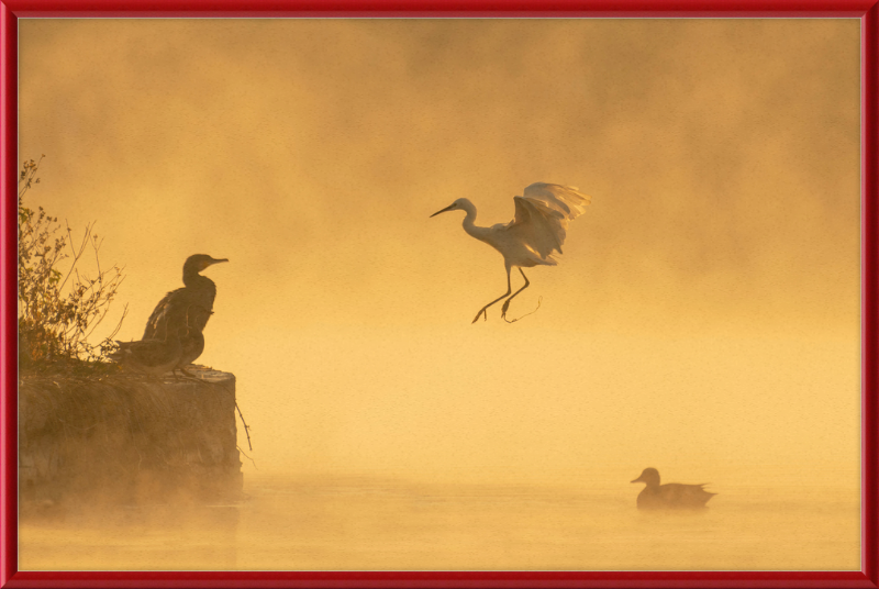 A Cormorant, an Egret, and a Duck at Taudha Lake, Nepal - Great Pictures Framed