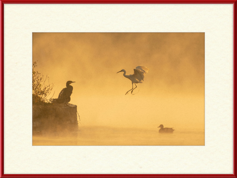 A Cormorant, an Egret, and a Duck at Taudha Lake, Nepal - Great Pictures Framed