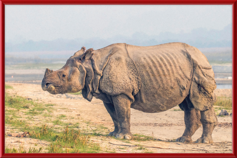 Indian Rhinoceros - Great Pictures Framed