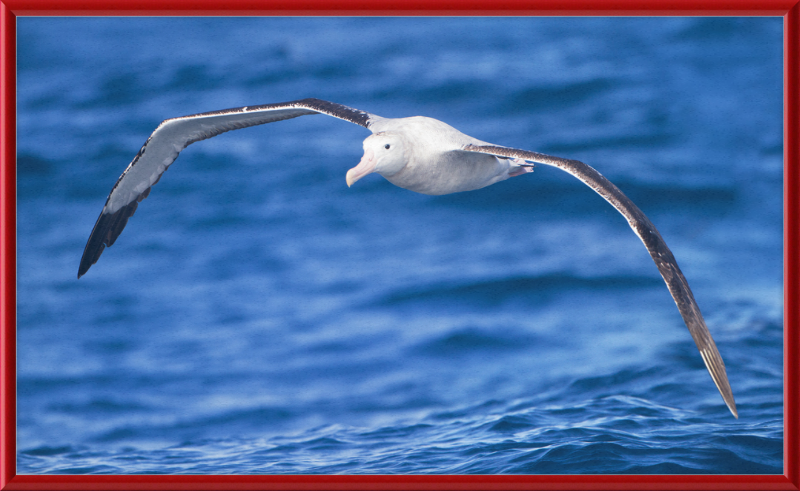 Diomedea Exulans in flight - SE Tasmania - Great Pictures Framed