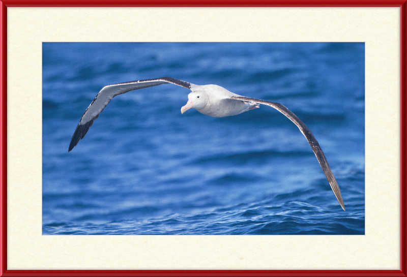Diomedea Exulans in flight - SE Tasmania - Great Pictures Framed