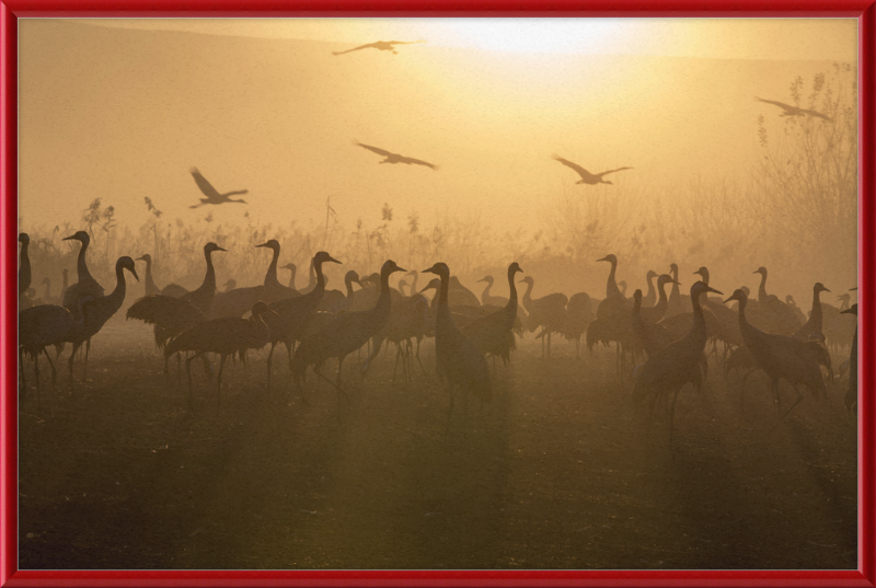 Cranes at Agamon HaHula - Great Pictures Framed