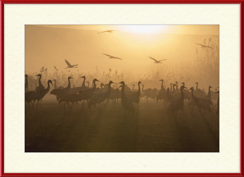 Cranes at Agamon HaHula - Great Pictures Framed