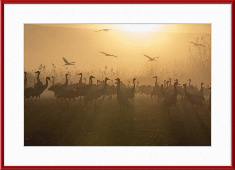 Cranes at Agamon HaHula - Great Pictures Framed