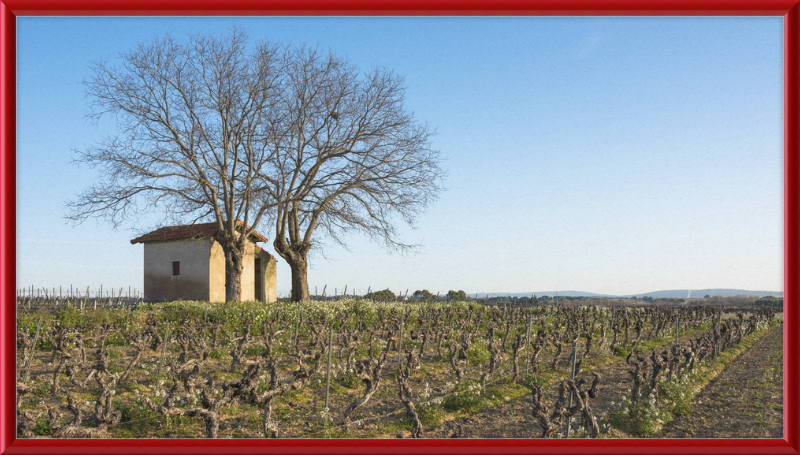 Mazet in Vineyards, Mèze - Great Pictures Framed