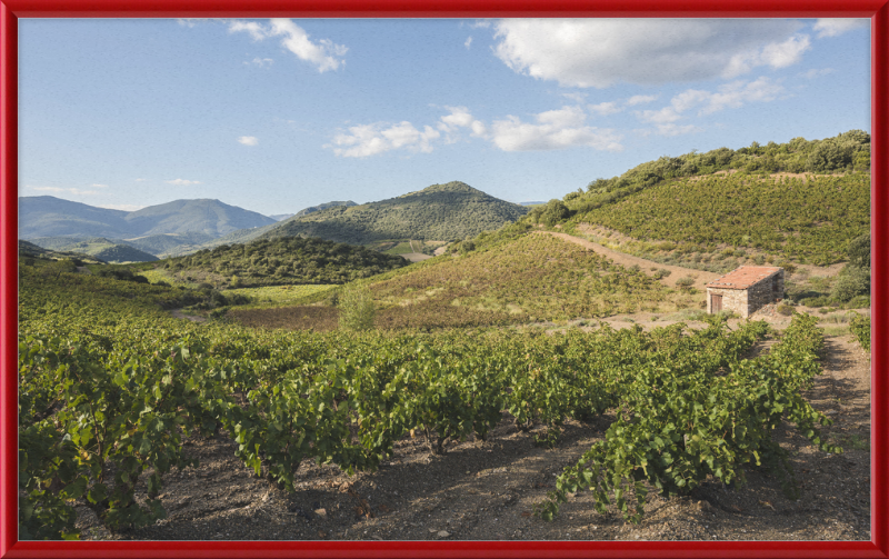 Hills and Vineyards near Roquebrun - Great Pictures Framed