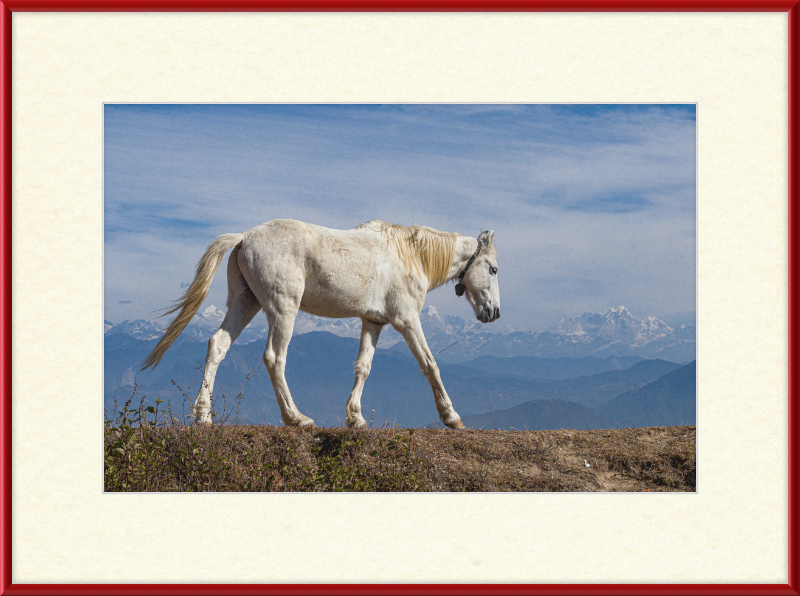 Domestic Horse at Suryachaur with the mountains in the Back - Great Pictures Framed