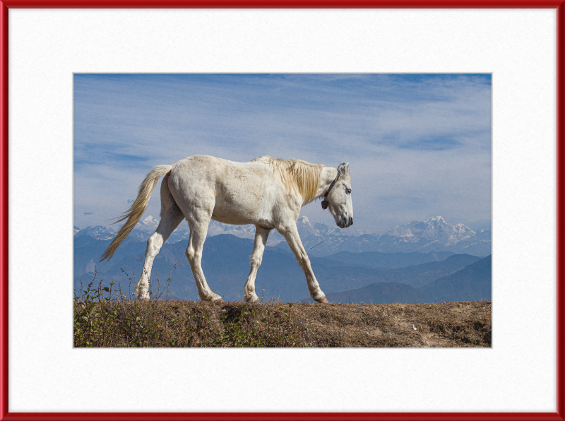 Domestic Horse at Suryachaur with the mountains in the Back - Great Pictures Framed