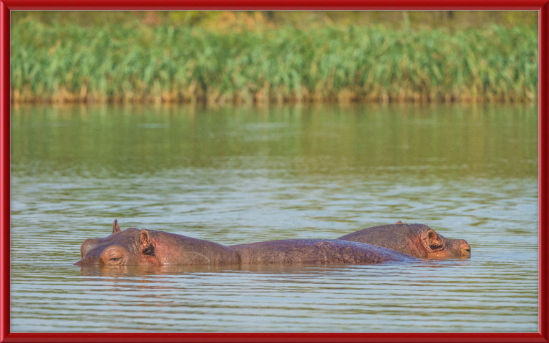 Hippos – Lake Tana near Bahir Dar, Ethiopia - Great Pictures Framed