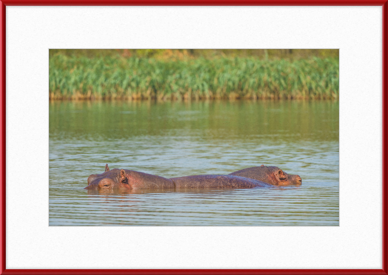 Hippos – Lake Tana near Bahir Dar, Ethiopia - Great Pictures Framed