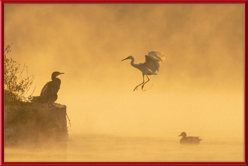 A Cormorant, an Egret, and a Duck at Taudha Lake, Nepal - Great Pictures Framed