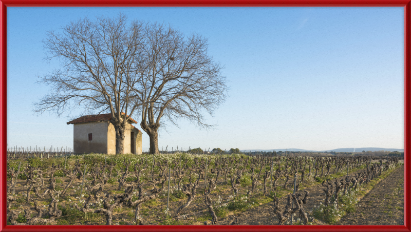 Mazet in Vineyards, Mèze - Great Pictures Framed