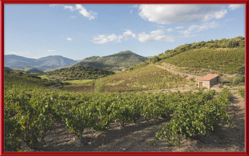 Hills and Vineyards near Roquebrun - Great Pictures Framed