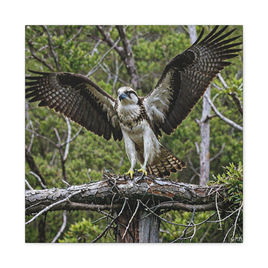 Osprey (0182) - Great Pictures Framed