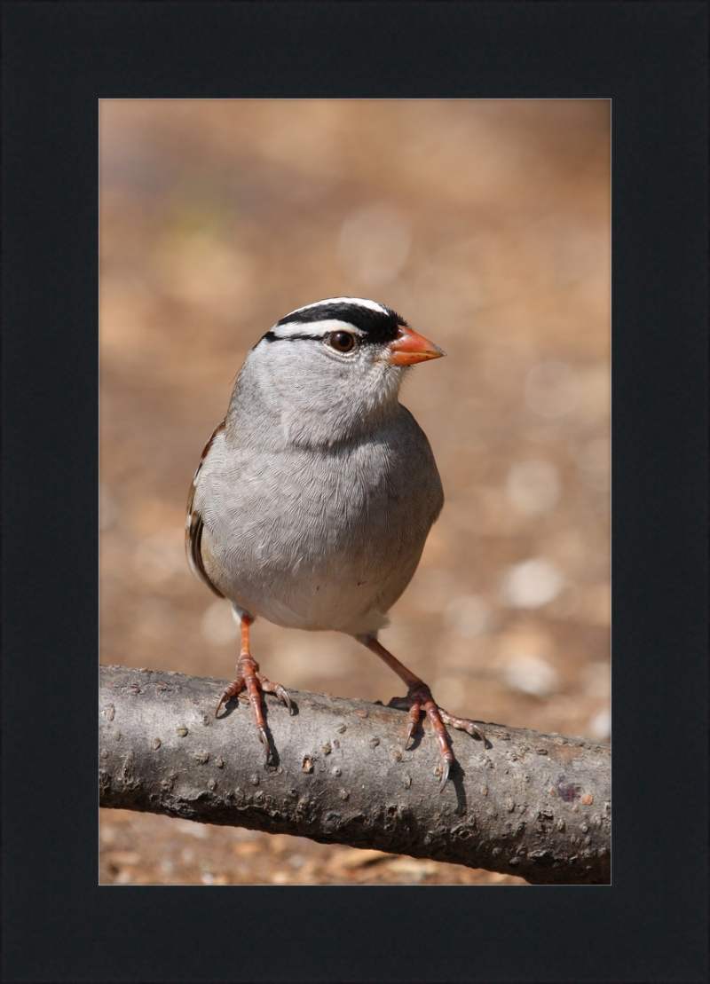 White-crowned Sparrow (Zonotrichia leucophrys) - Great Pictures Framed