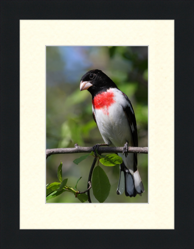 Pheucticus ludovicianus CT3 - Great Pictures Framed