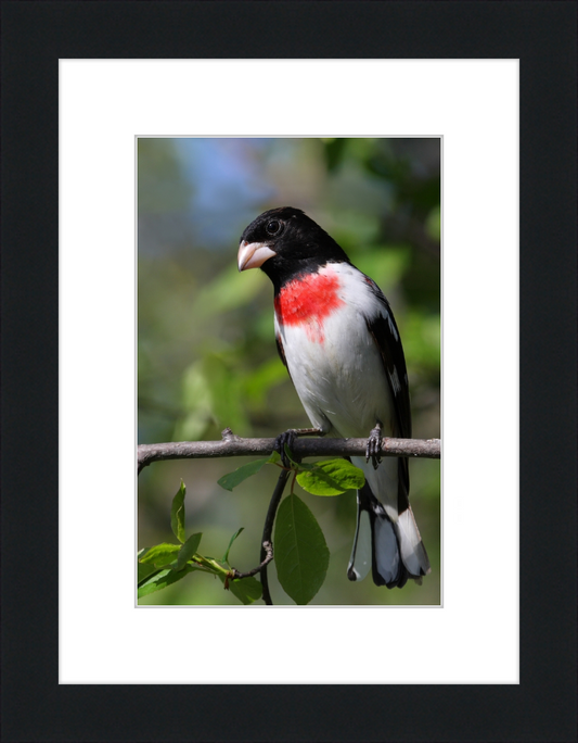 Pheucticus ludovicianus CT3 - Great Pictures Framed
